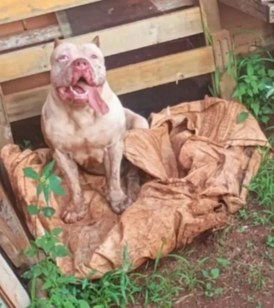 Pit bull ataca tutor, foge de casa e mata três cães em Rio Verde (GO)