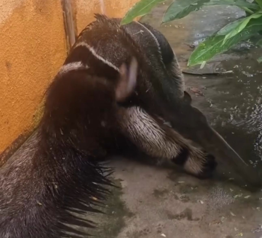 Tamanduá-bandeira encanta hóspedes ao tomar banho de torneira em pousada do Pantanal